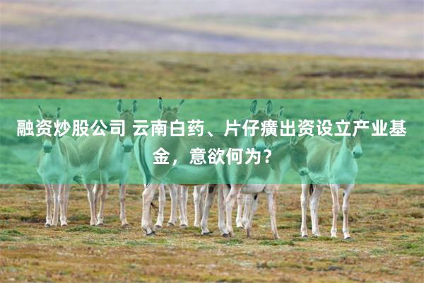 融资炒股公司 云南白药、片仔癀出资设立产业基金，意欲何为？